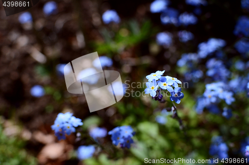 Image of Forget-me-not flowers 