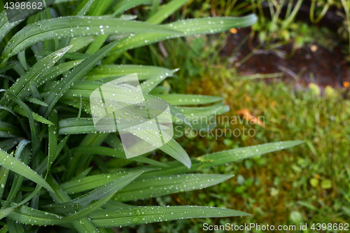 Image of Raindrops cover long green leaves