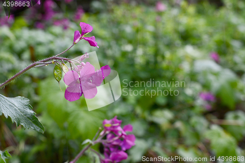 Image of Purple honesty flowers caught in the rain