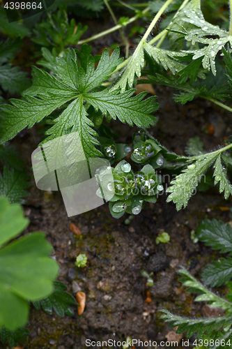 Image of Rain drops gather on foliage of sedum