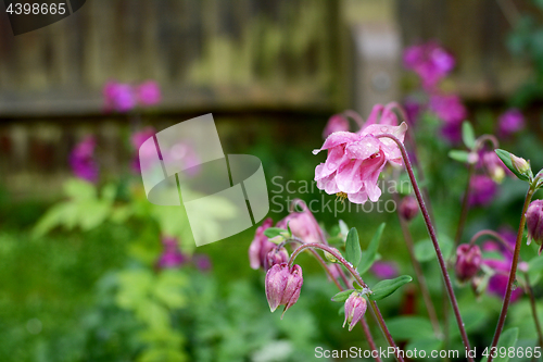 Image of Pink aquilegia flowers covered in raindrops