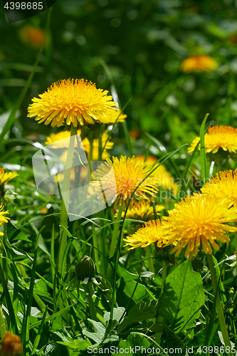 Image of Dandelion flowering close-up