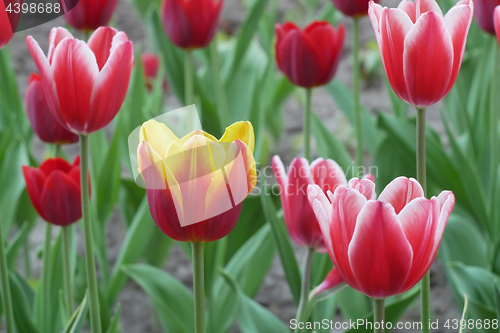 Image of Tulip flowering close-up