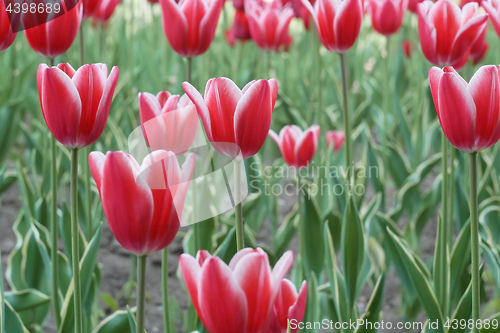 Image of Red Tulip flowering close-up