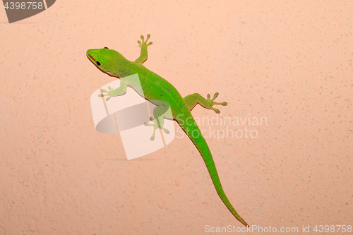 Image of Phelsuma madagascariensis day gecko, Madagascar