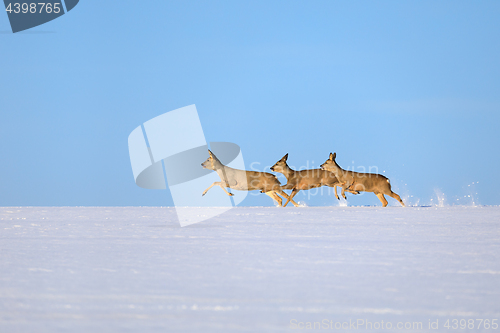 Image of does running on snowy horizon