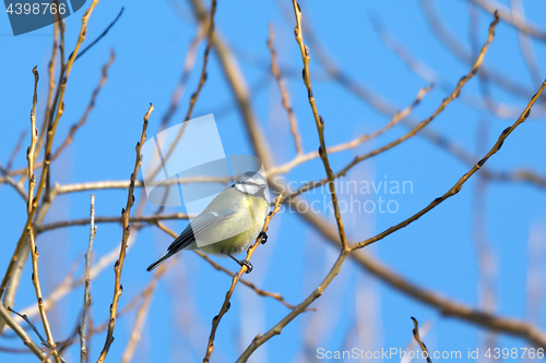 Image of beautiful small bird great tit in winter