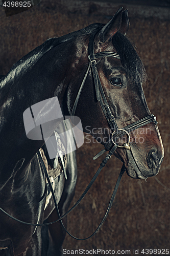 Image of Eye, horse\'s muzzle as a background, backdrop or wallpaper.