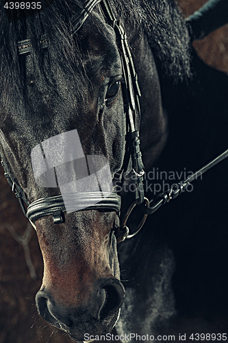 Image of Eye, horse\'s muzzle as a background, backdrop or wallpaper.