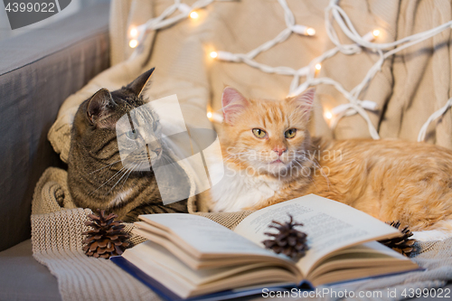 Image of two cats lying on sofa with book at home