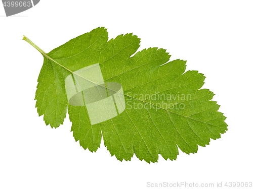 Image of Green leaf on white