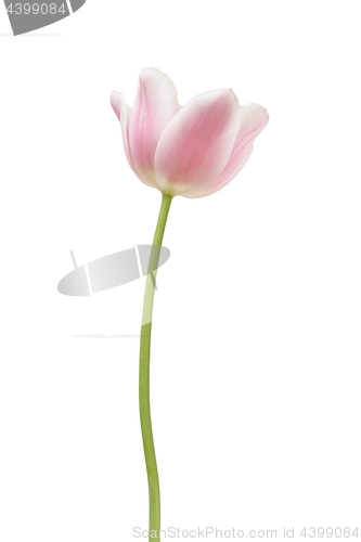 Image of Pink tulip on white