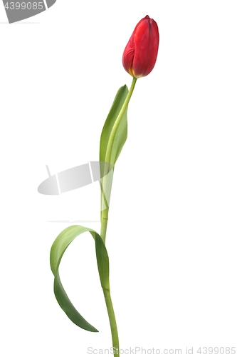 Image of Red tulip on white