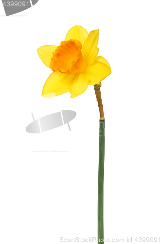 Image of Daffodil on white