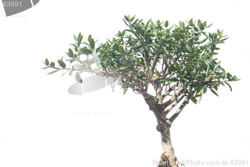 Image of Bonsai