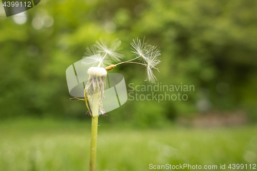 Image of a gone dandelion blossom