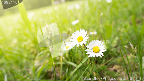 Image of two daisy flowers in the green grass