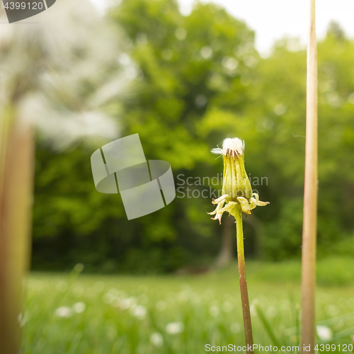 Image of a gone dandelion blossom