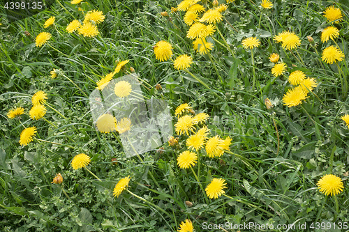 Image of typical dandelion meadow
