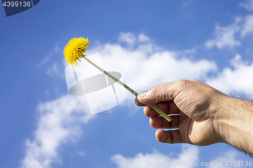 Image of a man holding a dandelion flower to the blue sky