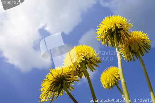 Image of some typical dandelion flowers