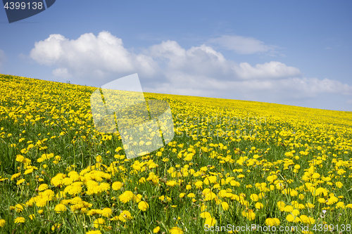 Image of a beautiful yellow dandelion meadow