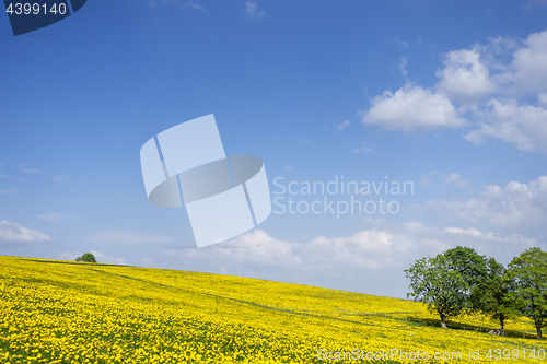 Image of a beautiful yellow dandelion meadow