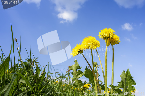 Image of some typical dandelion flowers