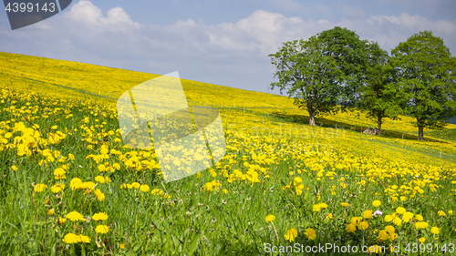 Image of a beautiful yellow dandelion meadow