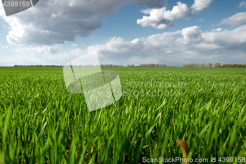 Image of Green field and blue sky