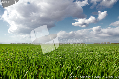 Image of Green field and blue sky