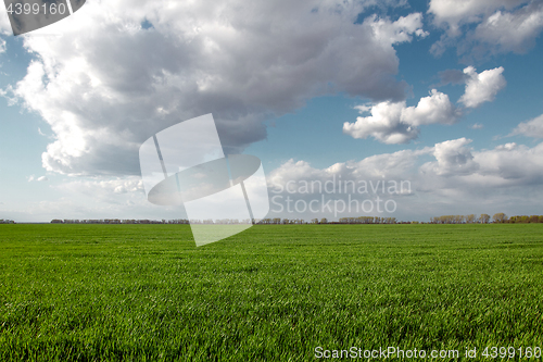 Image of Green field and blue sky