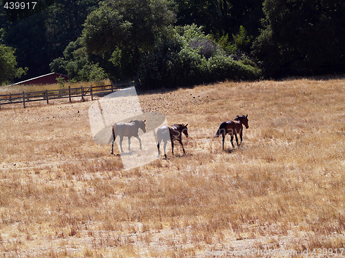 Image of Three horses in a large field moving