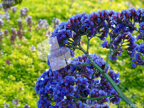 Image of blue blossoms against yellow and green vegatation