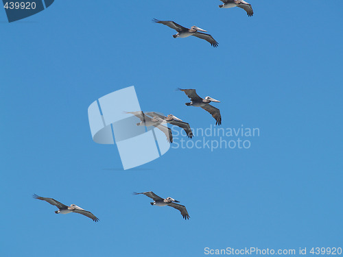 Image of Pelicans gliding on air current in blue sky