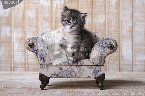 Image of Cute Adorable Kitten Perfect for a Calendar