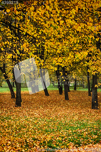 Image of autumn color forest