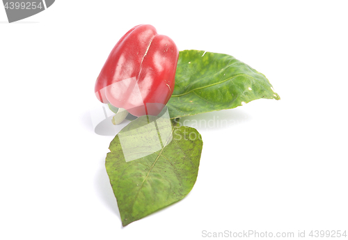 Image of Red ball pepper on white