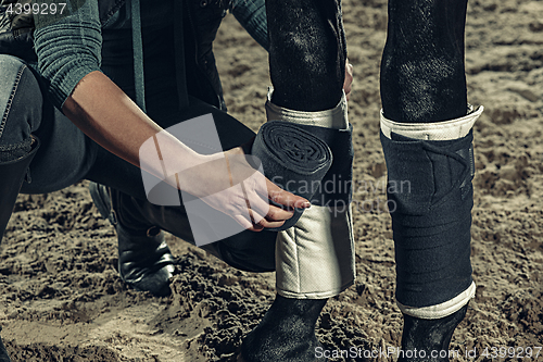 Image of Bandaging horses\' legs with a bandage.