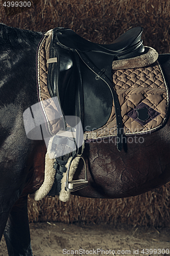 Image of Saddle with stirrups on a back of a horse