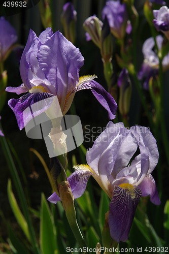 Image of Iris flower
