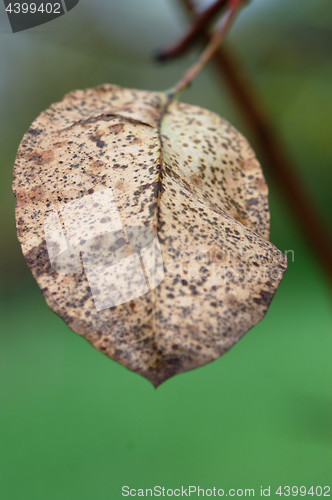 Image of brown leaf