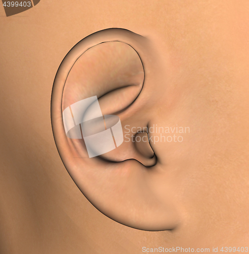 Image of human ear illustration