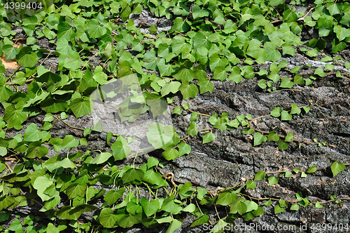 Image of green ivy plant on tree trunk