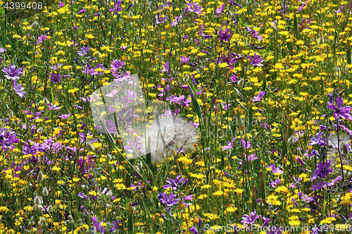 Image of field of wild flowers in the spring