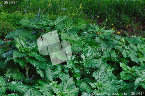 Image of stinging nettle plant