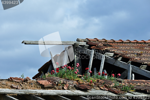 Image of red flowers on roof of abandoned house