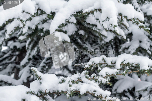 Image of Spruce branches under the cap of snow