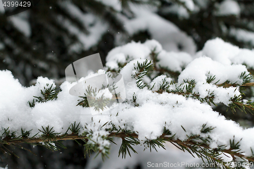 Image of Winter Evergreen Branches Covered in Snow