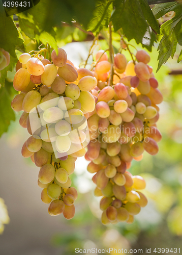 Image of Bunches of grapes growing on vines